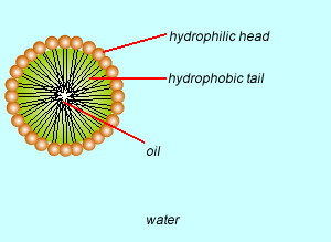 GCSE CHEMISTRY - What is an Emulsifier? - How does an Emulsifier work? -  What are Hydrophilic and Hydrophobic Molecules? - GCSE SCIENCE.