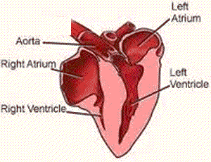 Why does a frog have a three-chambered heart?