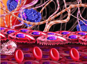 نتیجه تصویری برای ‪blood vessels animation gif‬‏