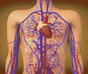 Biology -Circulatory system