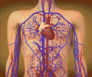 28 Circulatory System Gif Animation Gif Recipes Tips 28 Circulatory System Gif Animation Gif Recipes Tips