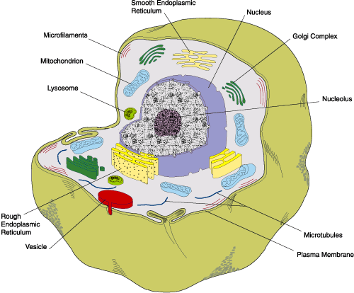 Biology-cells worksheet