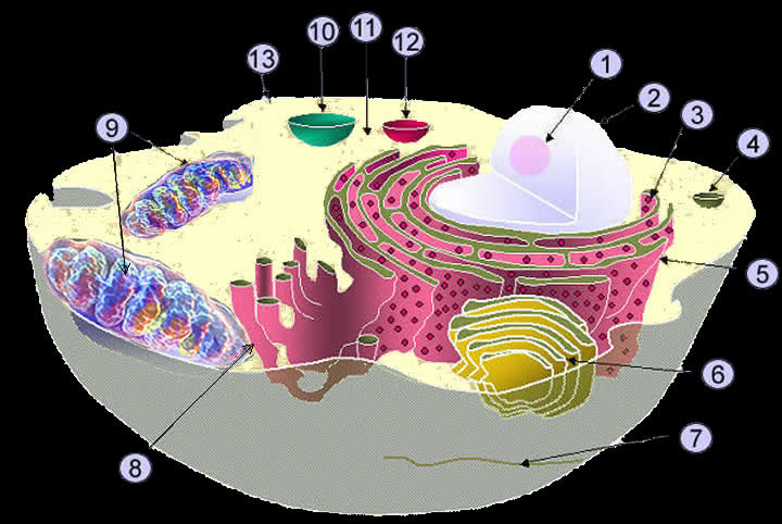 Biology-animal cell organelles-cell
