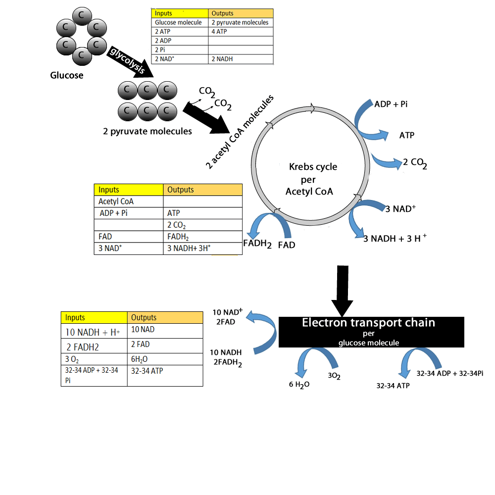 Flow Of Energy Through The Respiration Process Ppt Download