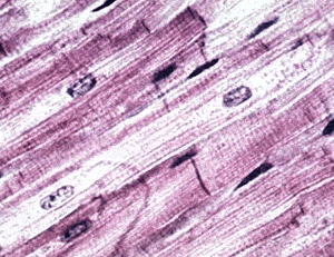 Biology-cell- introduction