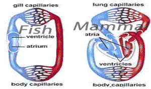 Biology -Circulatory system -The heart of different species