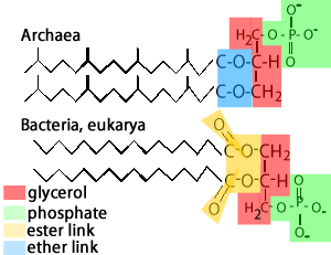 What are the 3 domains of life and their characteristics? Three Domain  Classification by Carl Woese