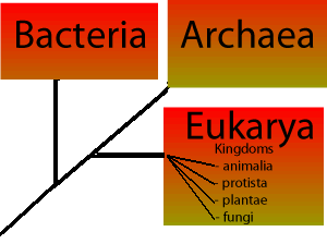 how are organisms classified into domains and kingdoms