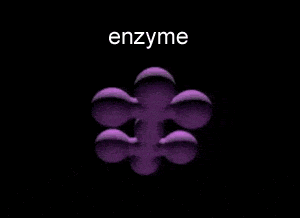 Biology-enzymes