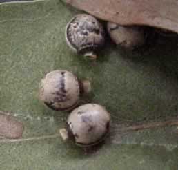 The eggs disguised as seeds.