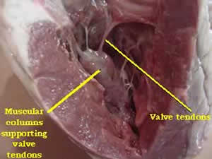Biology -Circulatory system -Heart dissection (part 1)