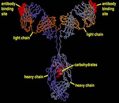 T cell receptors   european bioinformatics institute