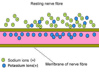 Biology-nervous system-generating a nerve impulse