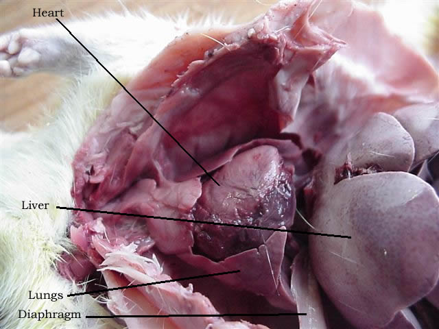 Biology-rat dissection