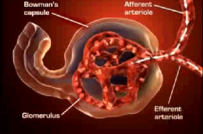 Biology-kidney's nephrons