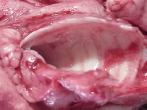 A cut away view of the trachea showing the rings of cartilage that keep it from collapsing.