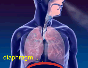 Biology -Respiratory system -The diaphragm and the lungs