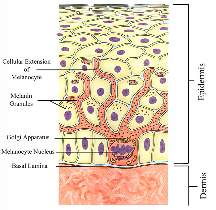 ÐÐ°ÑÑÐ¸Ð½ÐºÐ¸ Ð¿Ð¾ Ð·Ð°Ð¿ÑÐ¾ÑÑ epidermis structure melanocyte