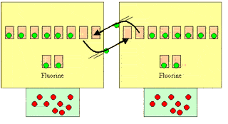 Fluorine atoms get together to share an electron each. The electrons buzz between each atom and form a chemical bond between the two atoms.