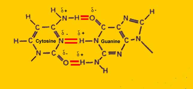 hydrogen bonds in dna hydrogen bonds in dna