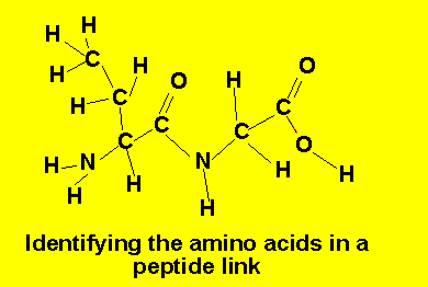 Food chemistry -hydrolysis of peptide links into amino acids