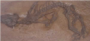 A dinosaur fossil