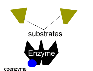 Biology-enzymes