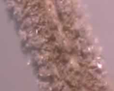Silver crystals deposit themselves on a piece of copper. Click to see a 180kb video of silver crystals growing.