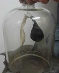 The elastic sheet at the base is pushed in to deflate the lungs(balloons). Click to see a100kb movie.