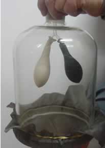 The elastic sheet is pulled down to inflate the lungs(balloons)
