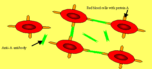 The red blood cells have proteins of specific shape that protrudes from their membrane. Antibodies found in the blood can attach to these proteins and bind the red blood cells together.