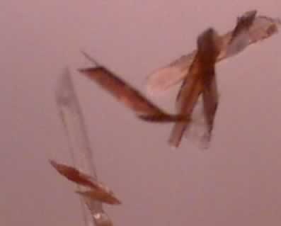 A closer look at the hair fragments found in the razor blade.