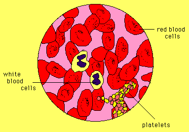 When looking at blood under the microscope we can only see the red blood cells, white blood cells and platelets. The antibodies are too small to be visible.