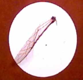 This image is of a bee's wing at 10X click to magnify the image to 60X