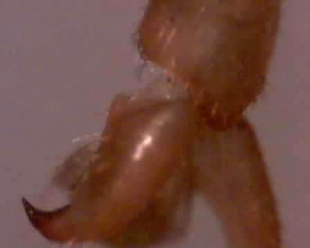 The flexible joint of the claw of the stick insect.