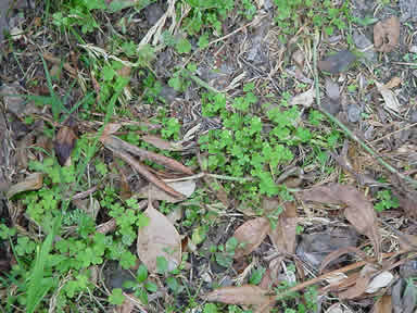 A male Spiny Leaf Insect is sitting motionless  on the ground after falling from a branch. If you can not identify the insect pass the cursor over the image to locate it.