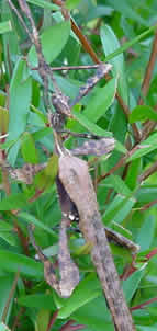 The male Spiny Leaf Insect is well camouflaged in the tree. As the wind blows across its body, like all stick insects, it will sway from side to side as though it is a leaf. Click to see a brief video (60kb)