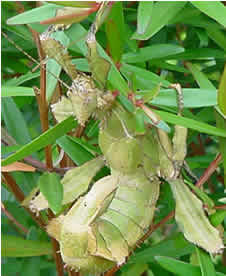 The female Spiny Leaf Insect looks menacing as it rest on a tree.