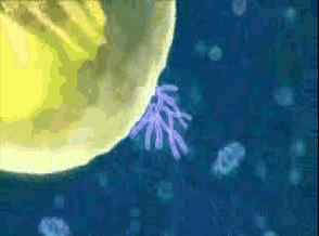Yr 10 Mitosis