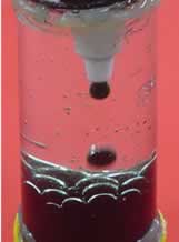 The b ubbles of water are smaller and last longer than the bubbles of oil.