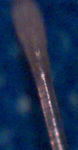 A hair shaft with the root attached.